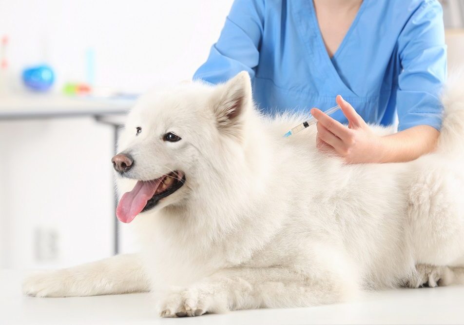 dog getting a vaccination from the veterinarian
