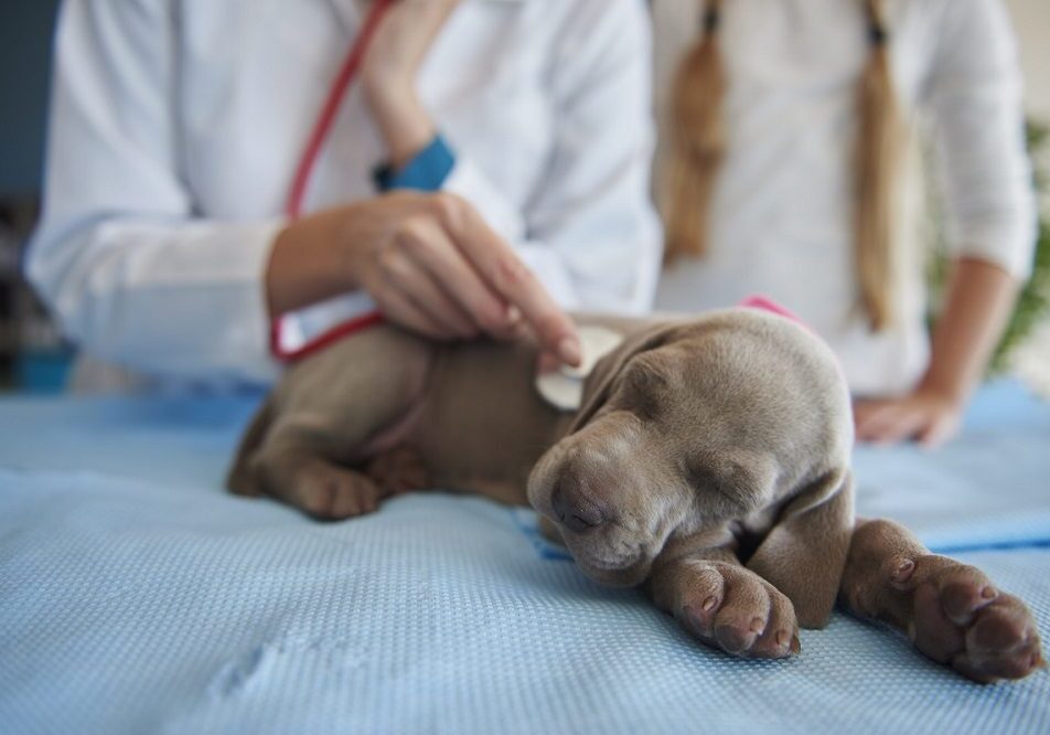 small grey puppy being checked out by the veterinarian