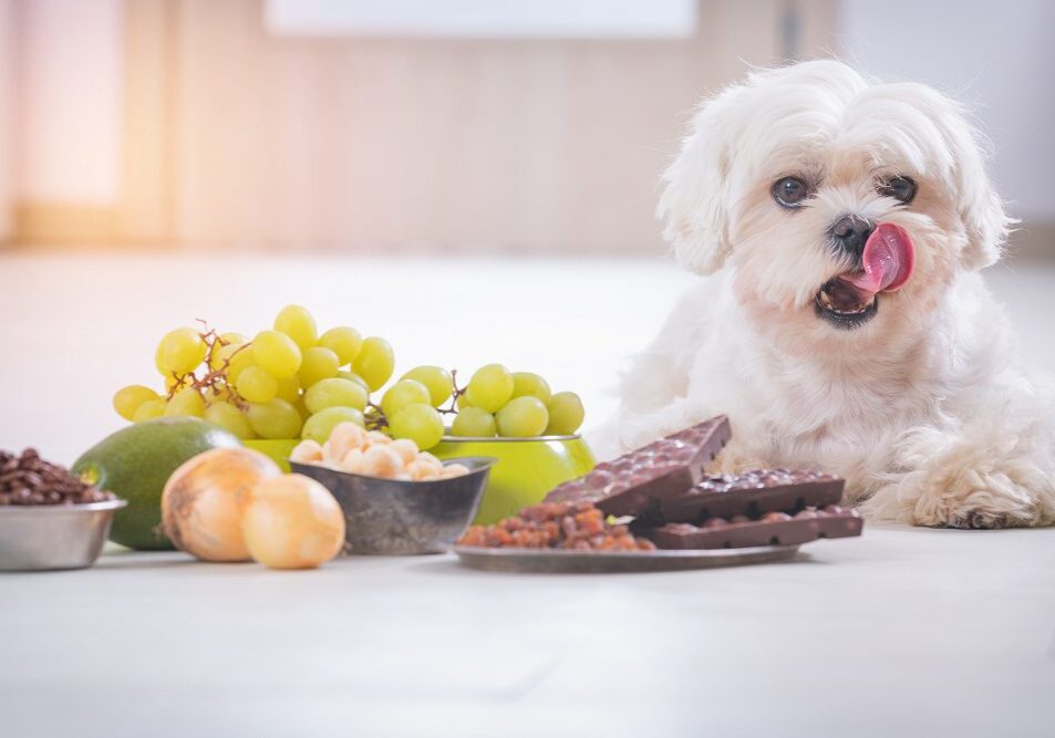 dog sitting on the floor with human food in front of him