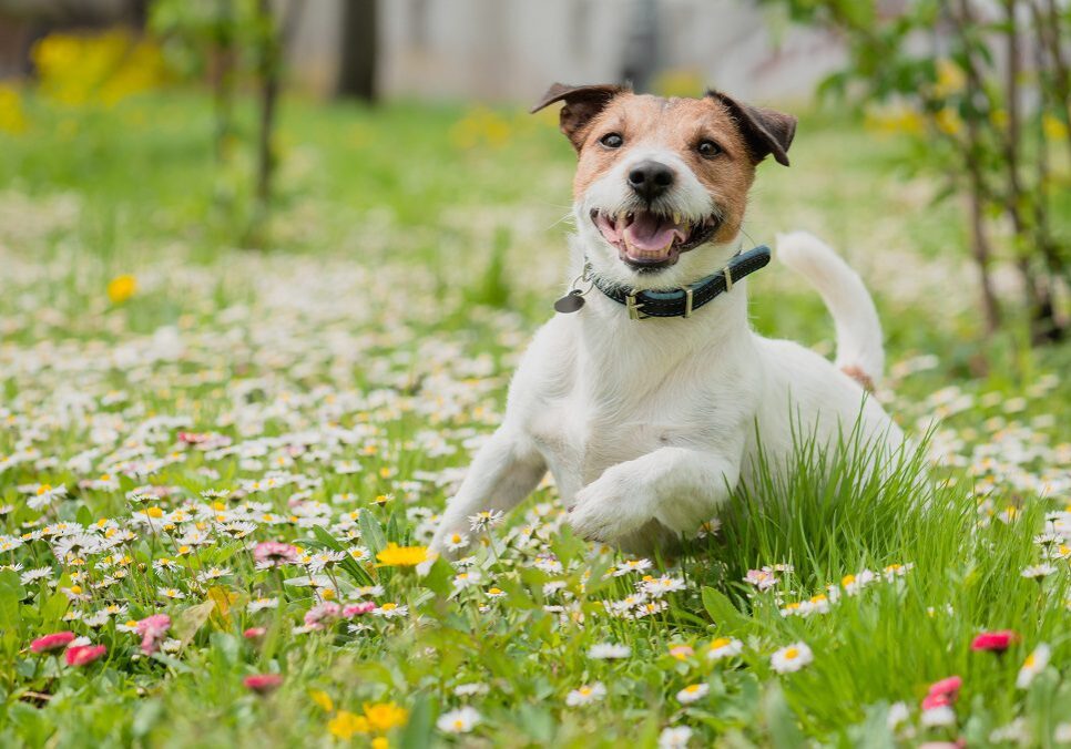 dog running and playing in a field of small white flowers