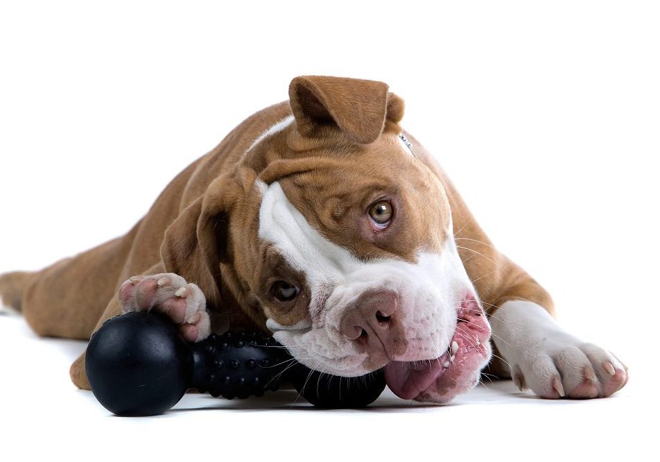 dog chewing on a toy while laying down
