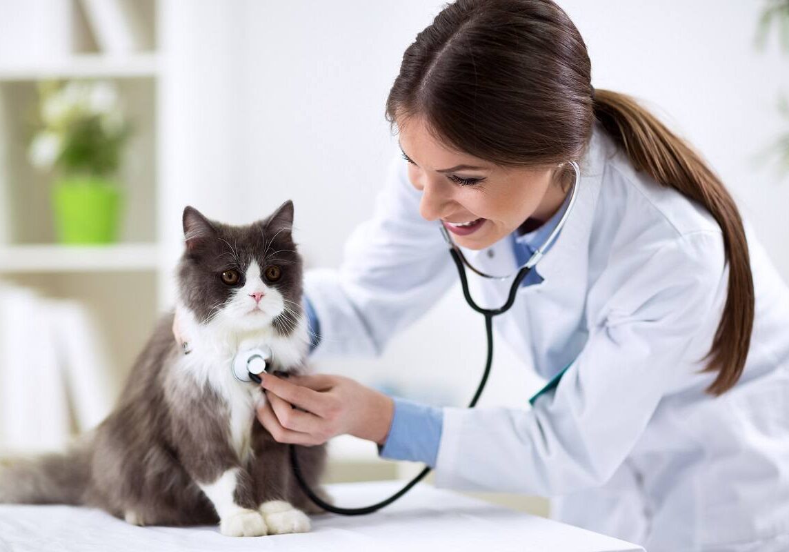 veterinarian checking the cats heartbeat