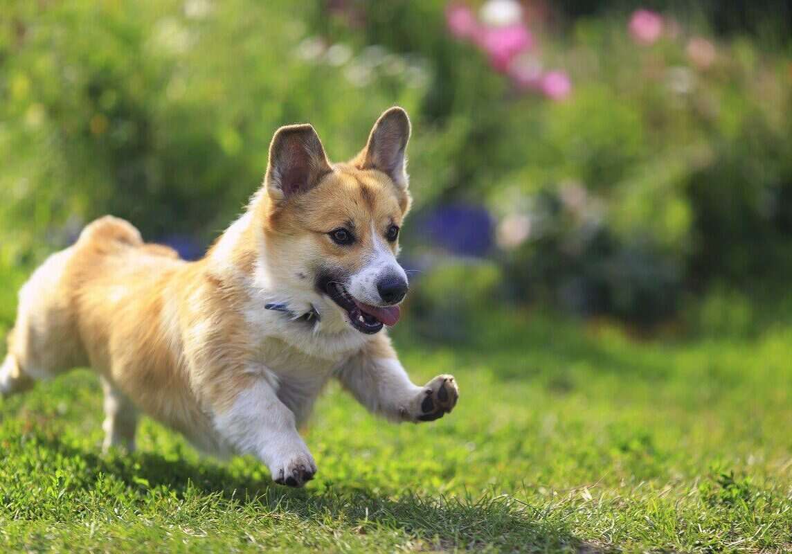 dog running in the grass outside