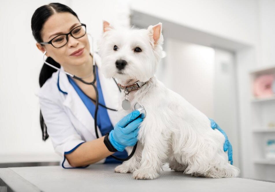 dog being checked out by the veterinarian during an exam