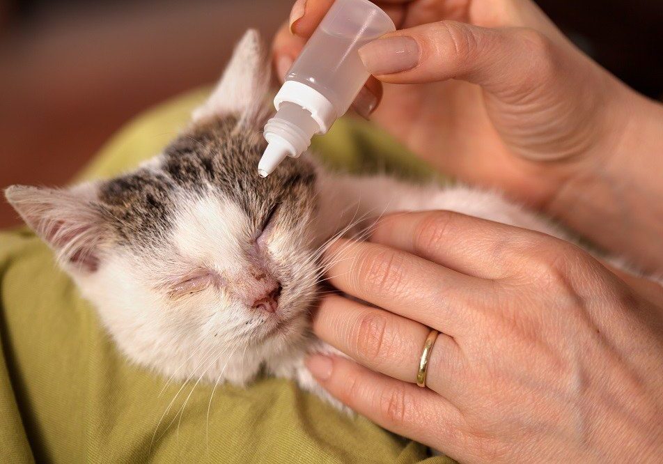 cat being given eye drops