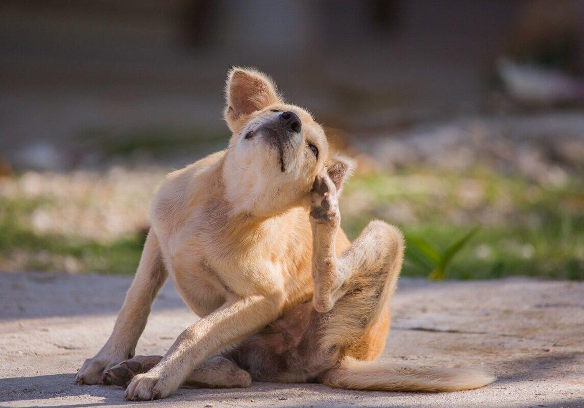 dog sitting outside and scratching his left ear