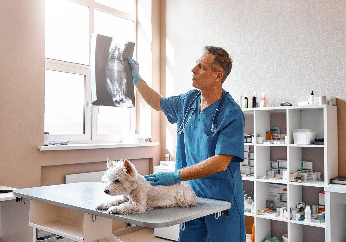 veterinarian looking at a small white dogs xray