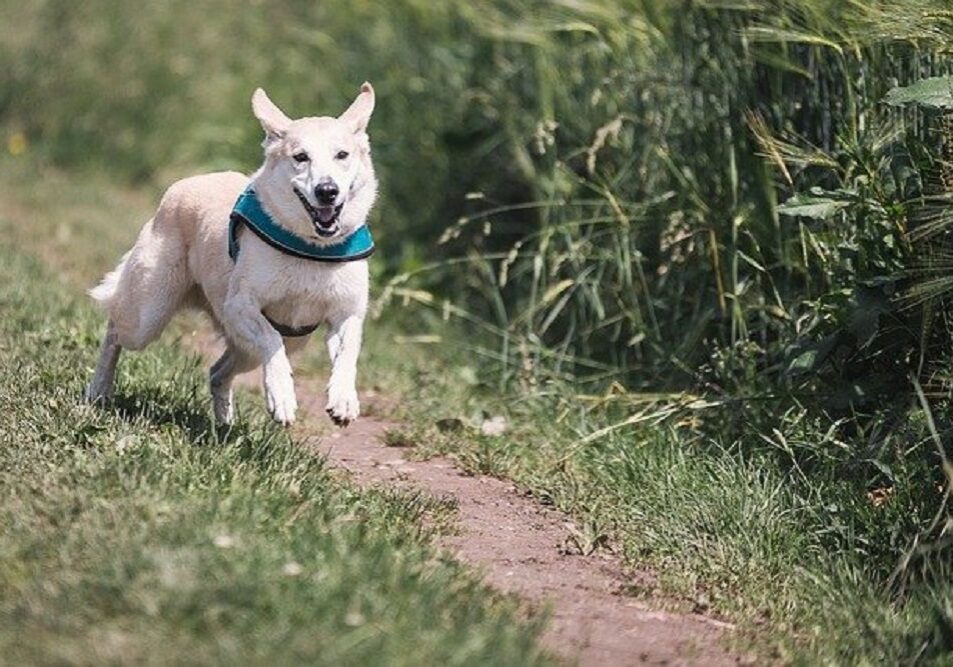 dog running on the trail outside