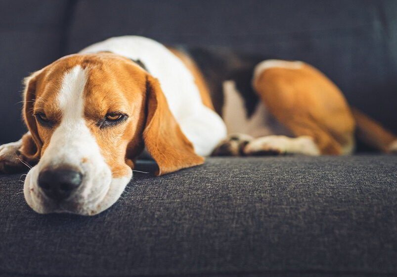 sleeping looking dog laying on the couch