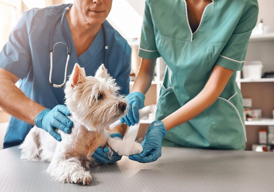small white dog getting his front paw wrapped up by the veterinarians