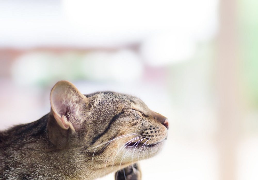 grey cat scratching his chin