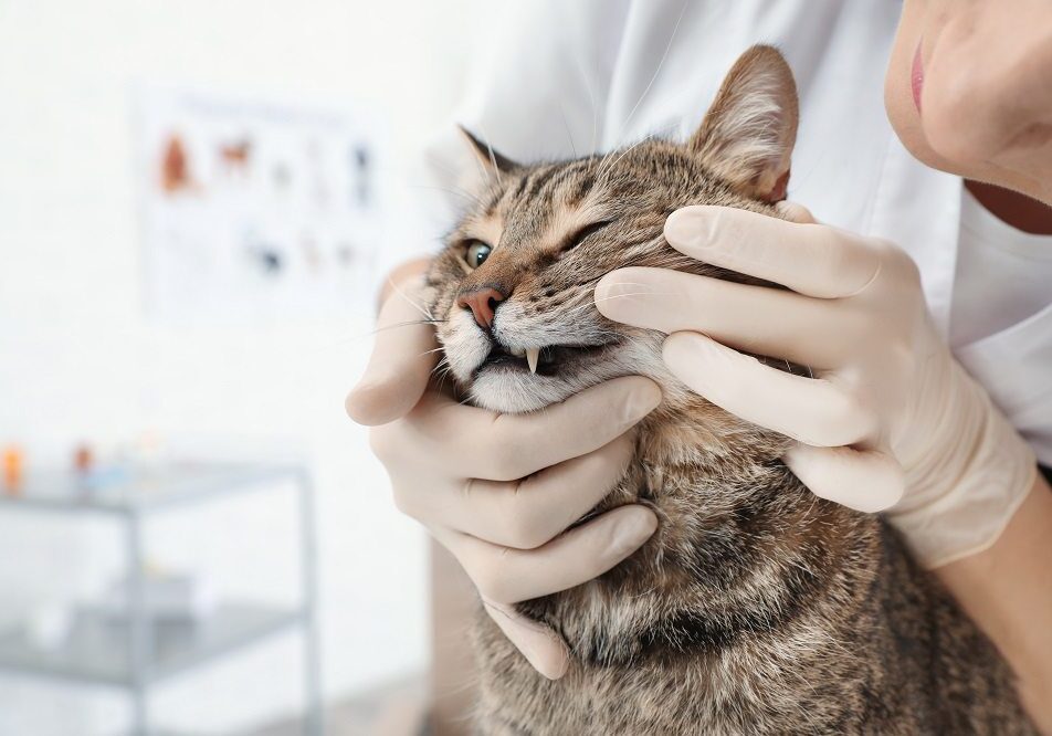 veterinarian checking out a cats teeth during an exam