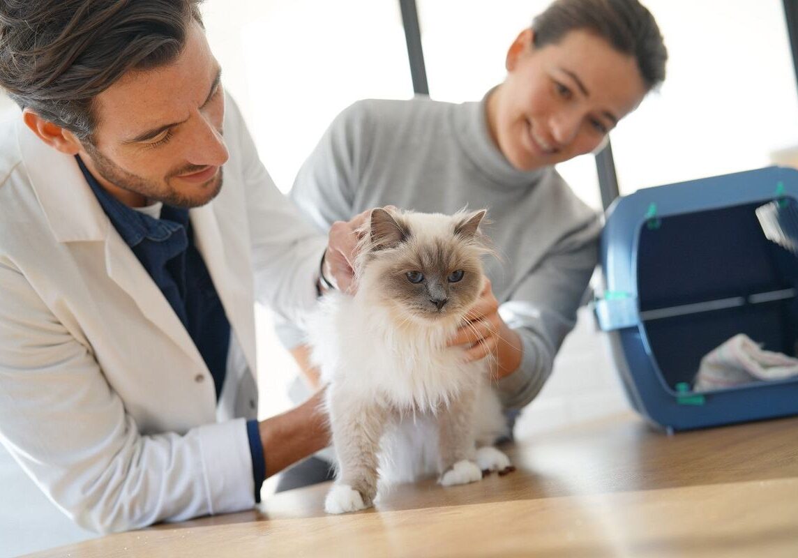 small kitten with the veterinarian and owner