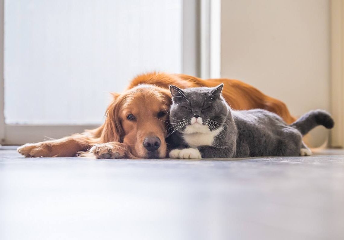 dog and cat laying next to each other on the floor
