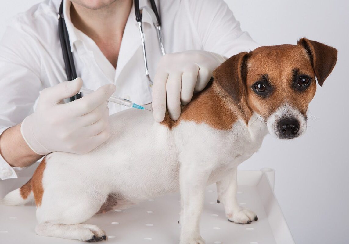 puppy getting a shot from the veterinarian
