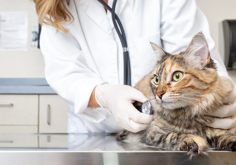 cat being looked at by the veterinarian at our animal hospital