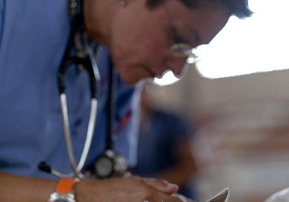 veterinarian examining a small white kitten