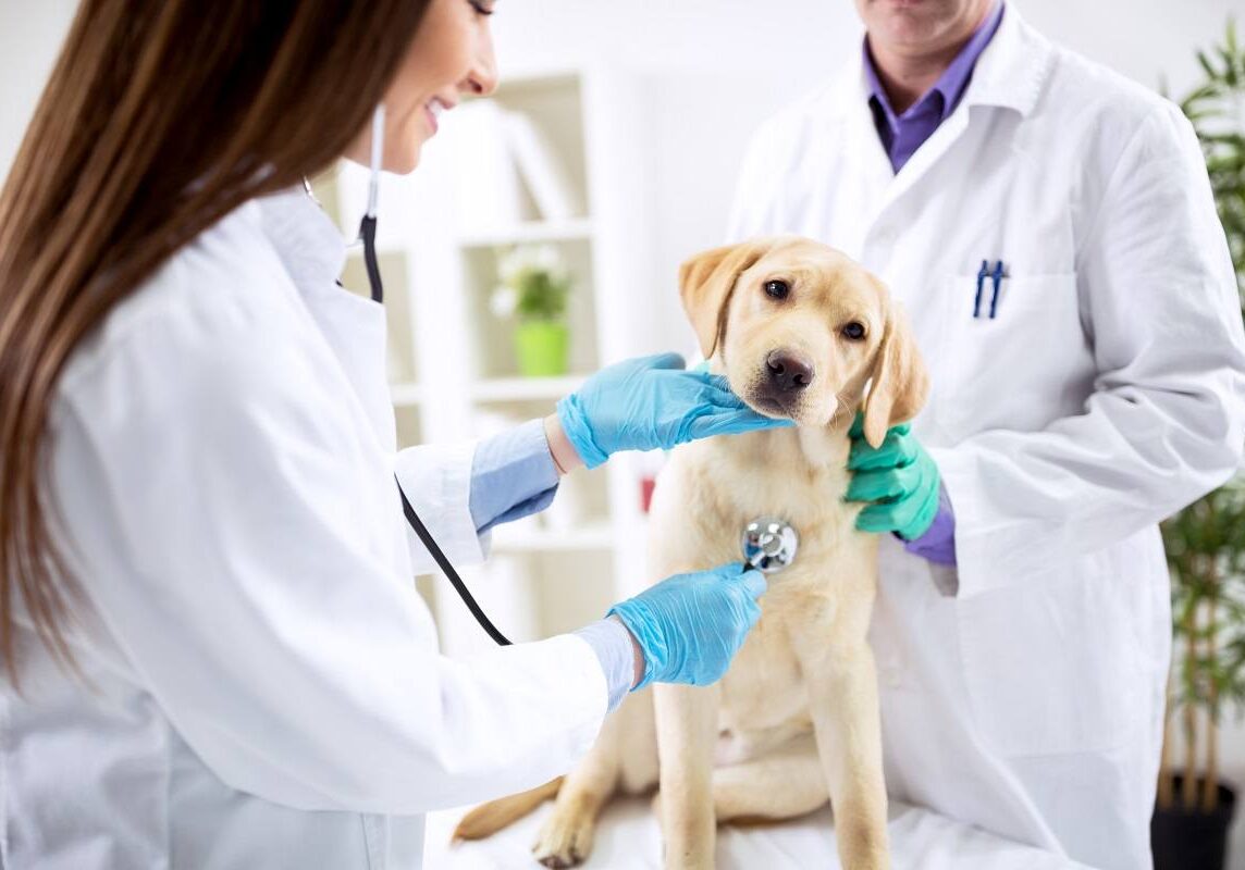dog being checked out by two veterinarians