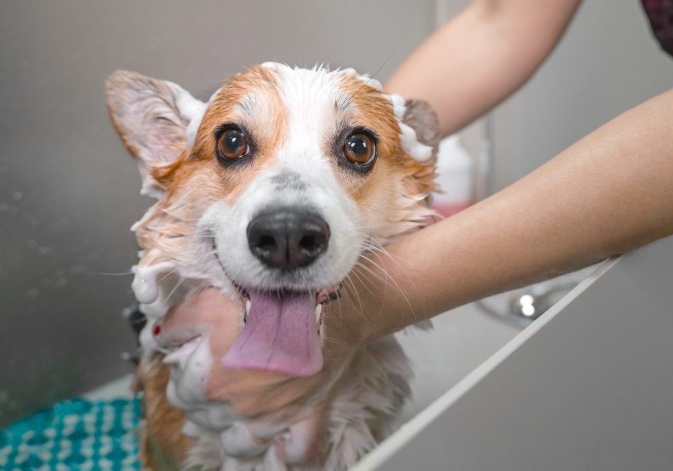 happy dog getting a bath