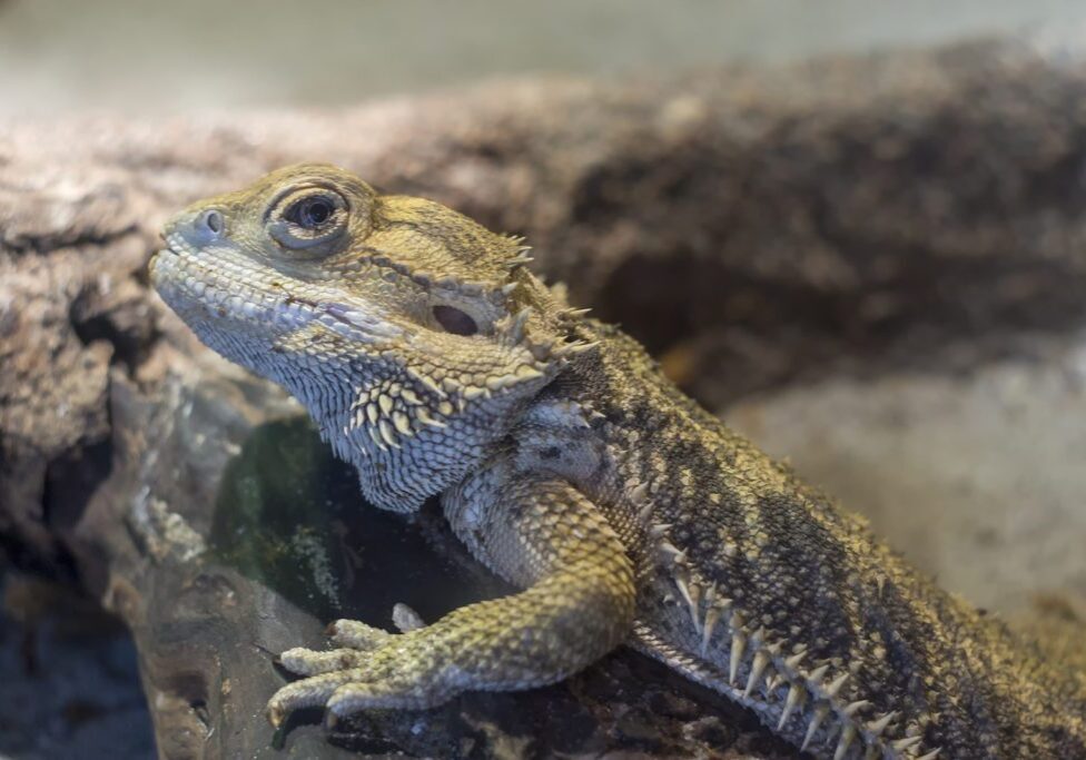 Bearded Dragon