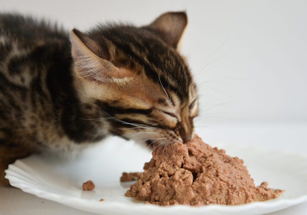 Small Bengal Kitten Eating From A Plate