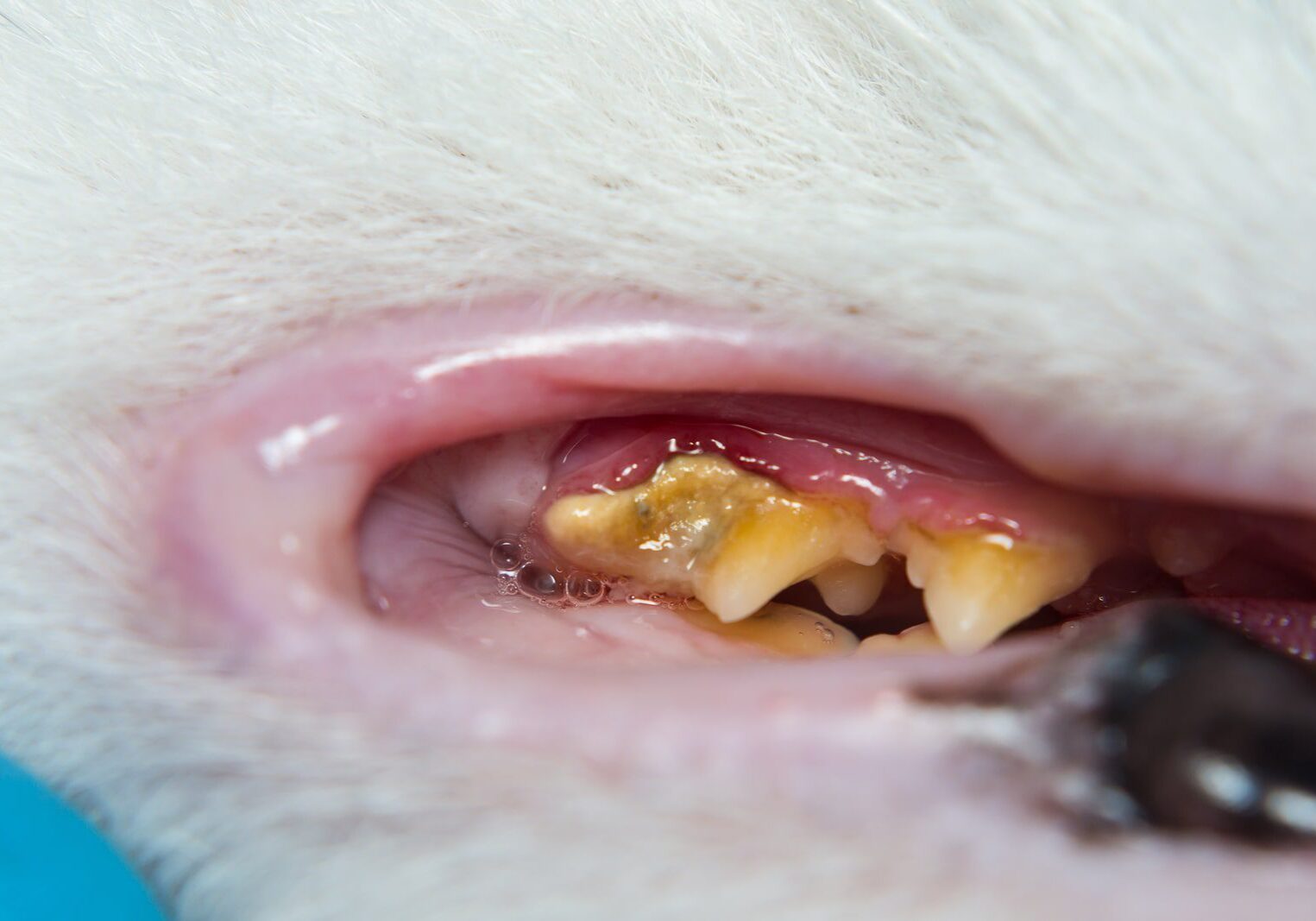 What Gum Retraction And Gingivitis Looks Like In Cats