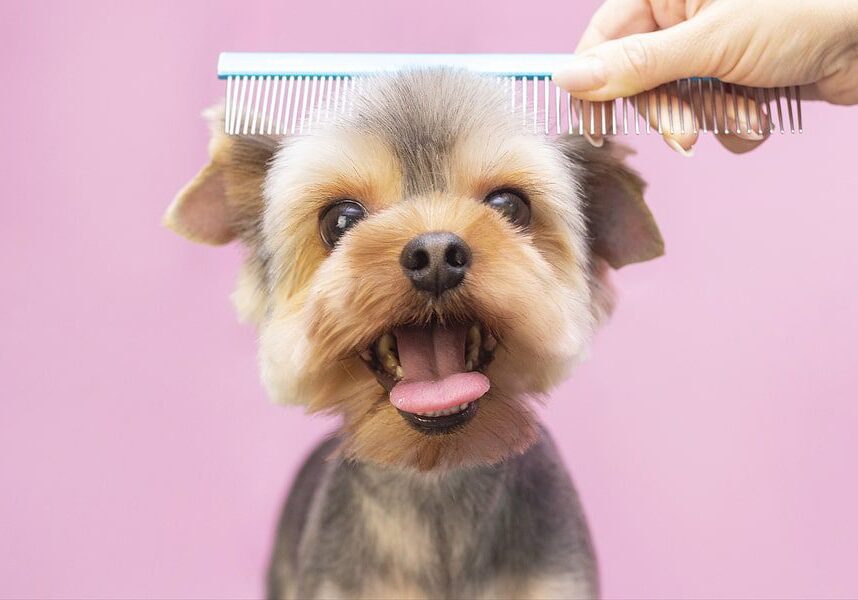 puppy getting their hair brushed with a comb