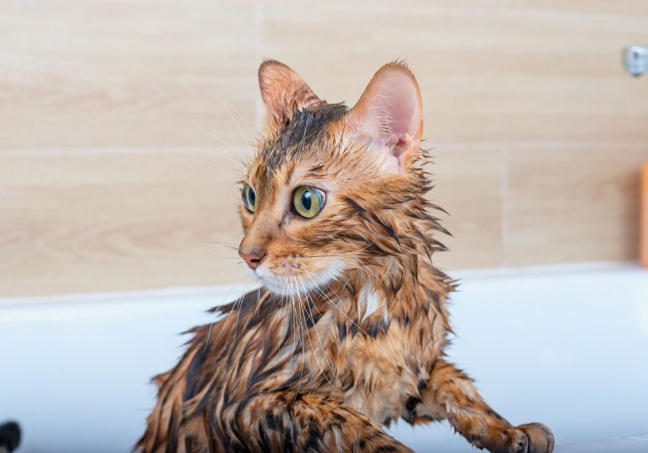 Bengal Cat Wet After Getting Bath