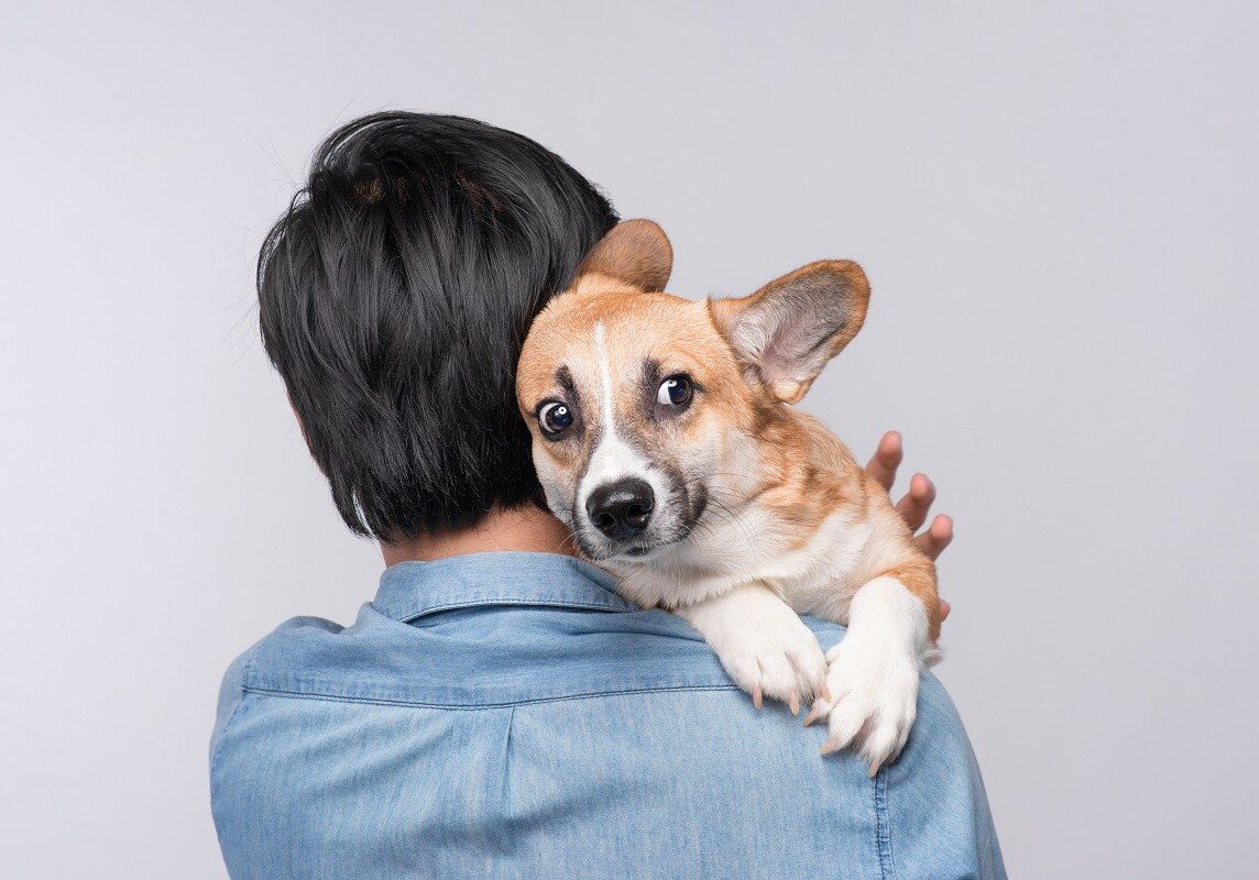 dog looking over their owners shoulder while being held