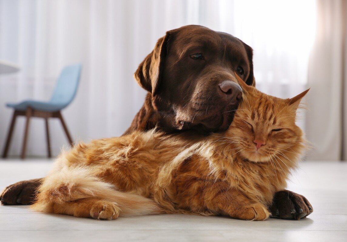 brown dog and golden colored cat sleeping together on the floor