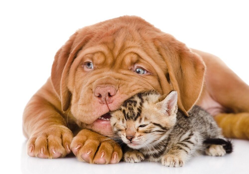 puppy and kitten laying next to each other