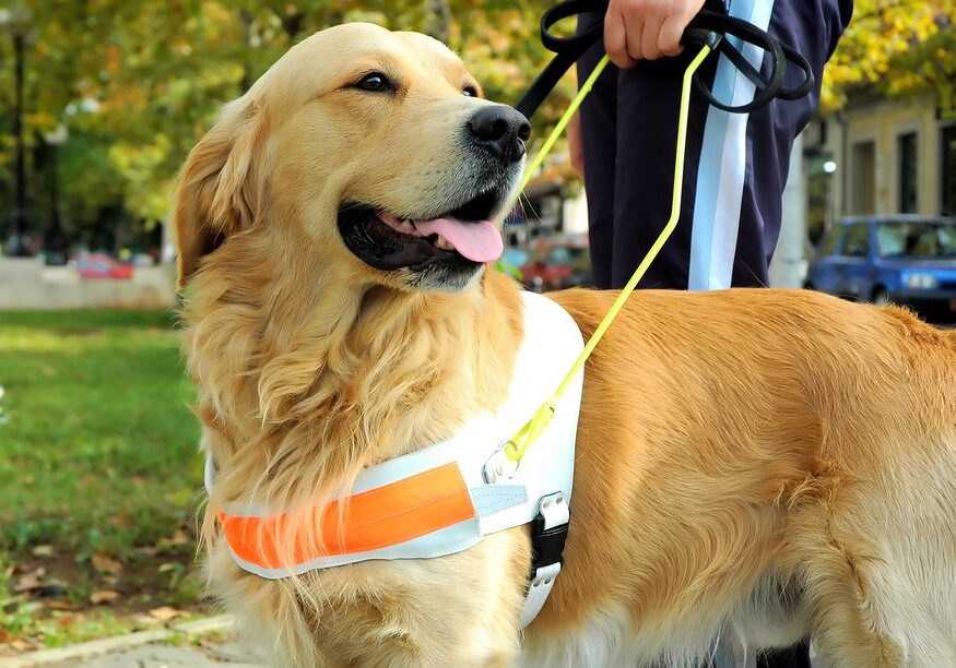 Emotional Support Dog On a Walk With Their Owner