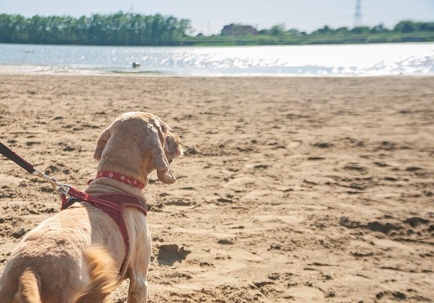 dog on the beach looking at the water