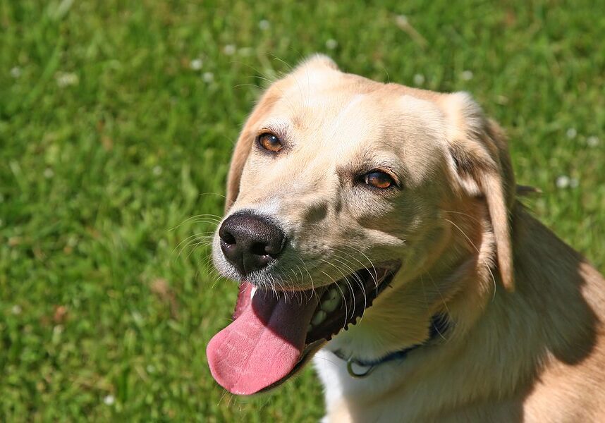 dog sitting in the grass and panting