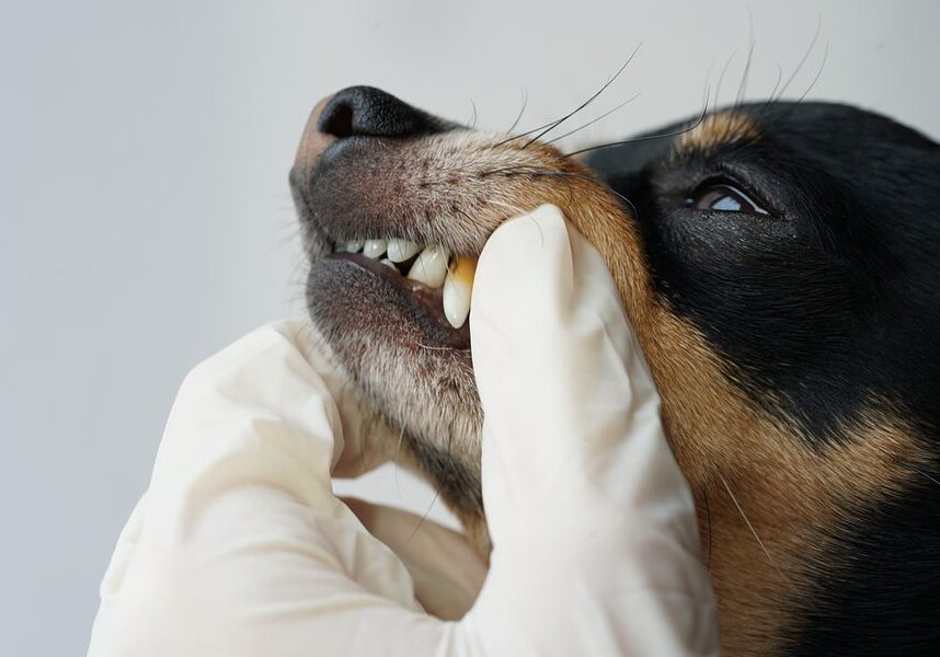 dog getting his teeth looked at