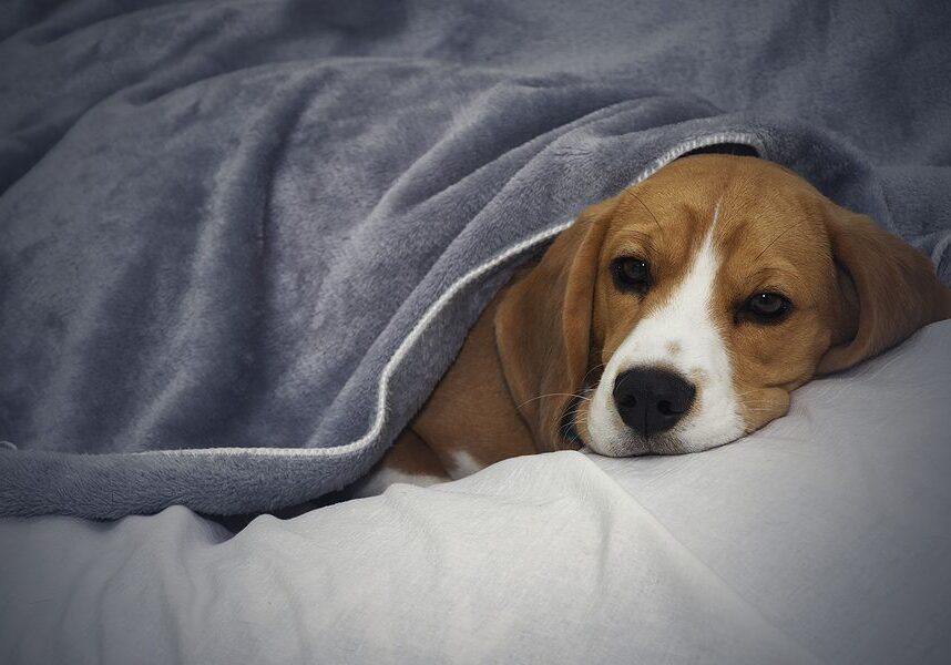dog laying on the couch under a grey blanket