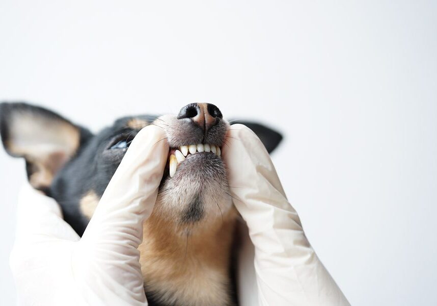 Dog Getting Their Teeth Looked At