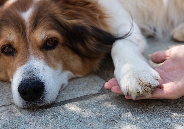 dog laying down while his owner holds his paw
