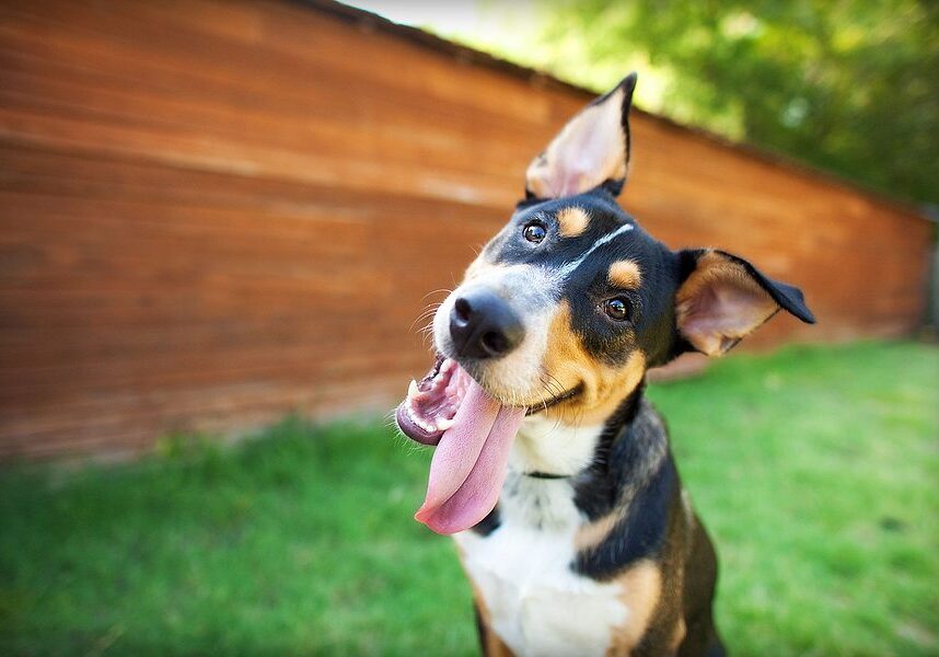 Dog With Tilted Head And Tongue Sticking Out