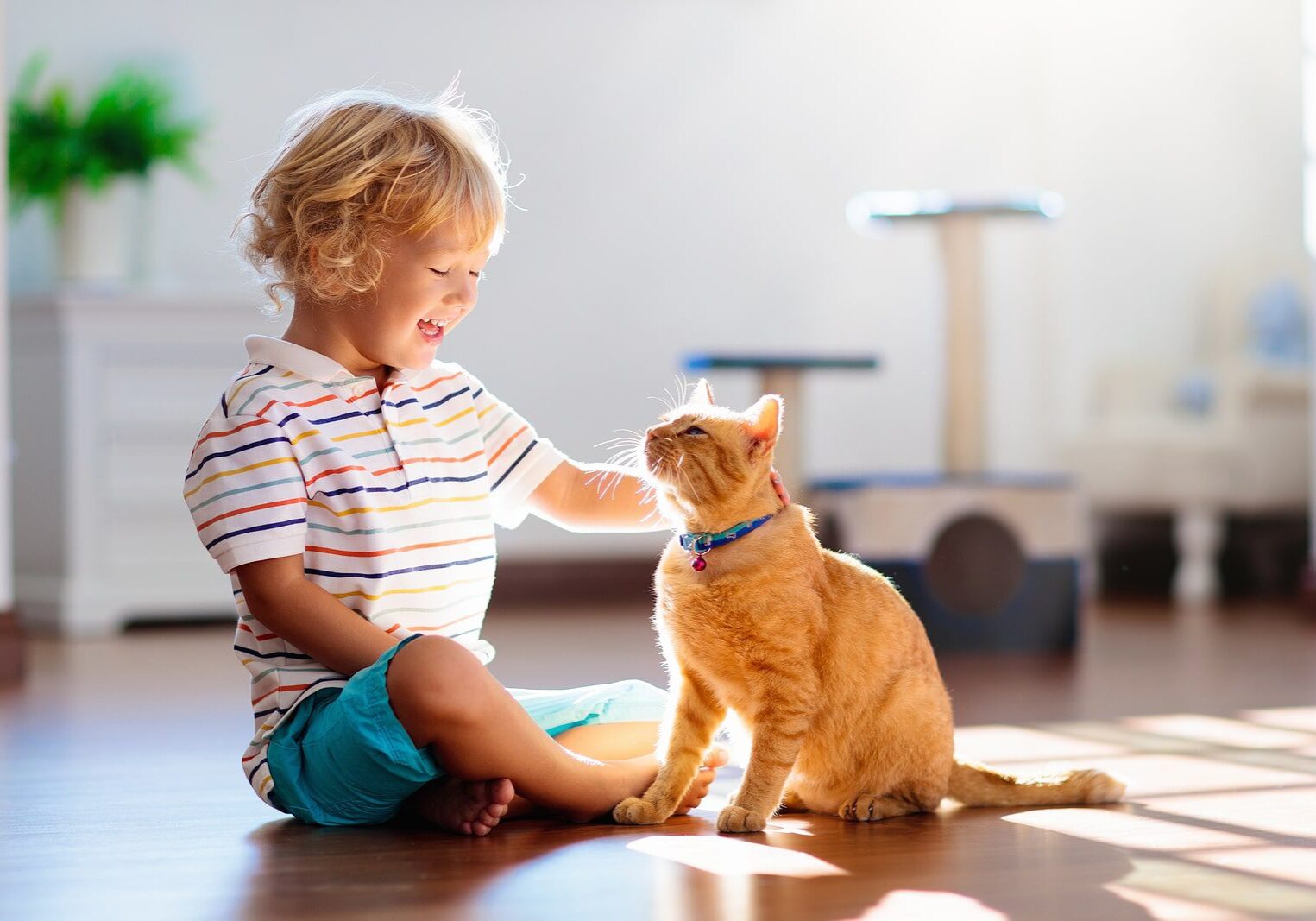 child petting a cat