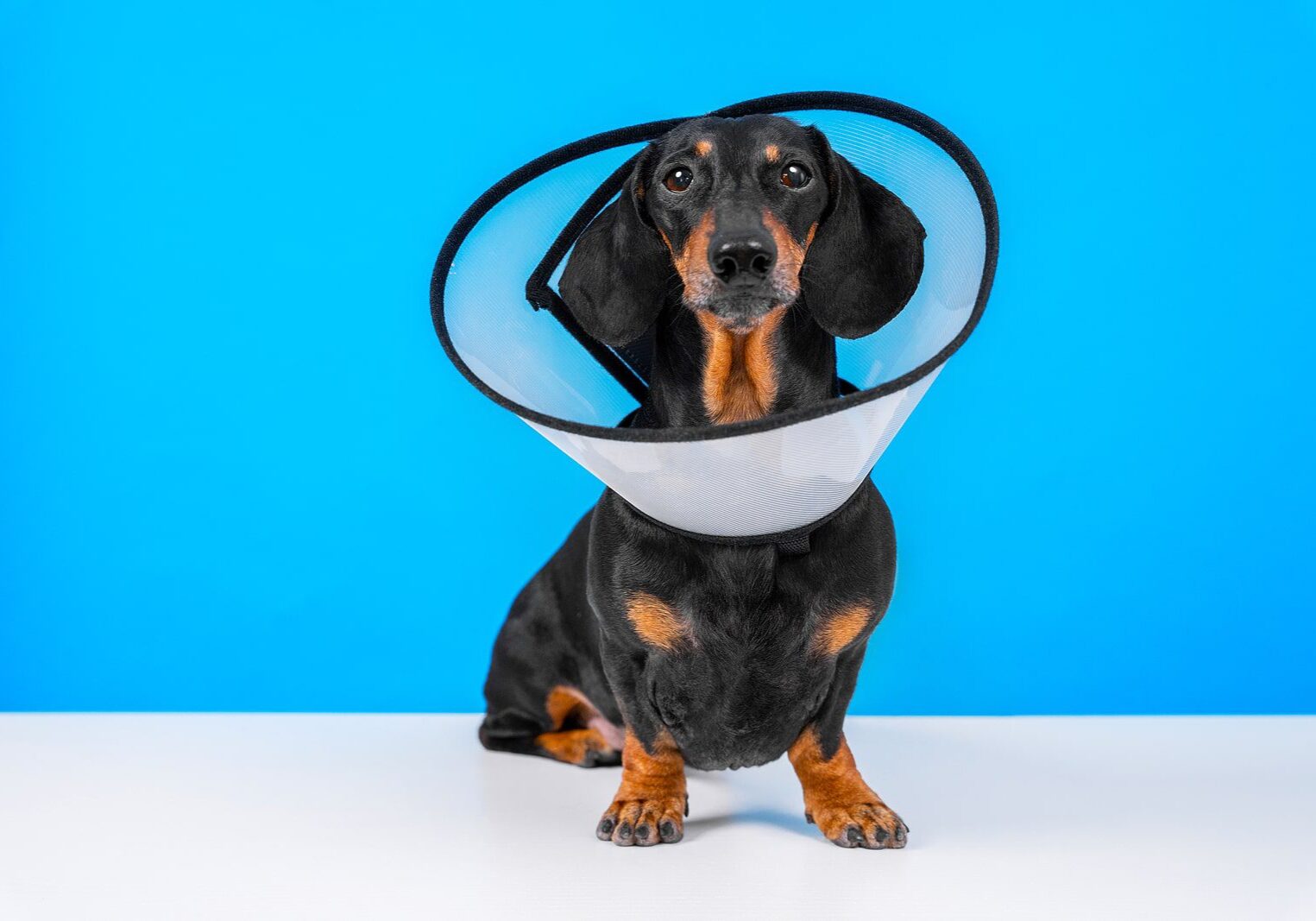 Dog With A Recovery Collar Around Their Neck