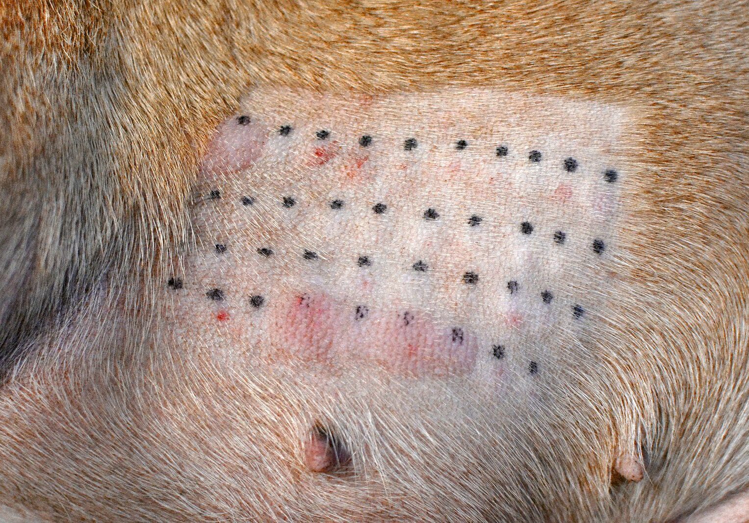 dog during allergy testing