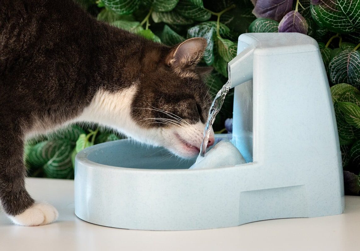 cat drinking water from the cat fountain