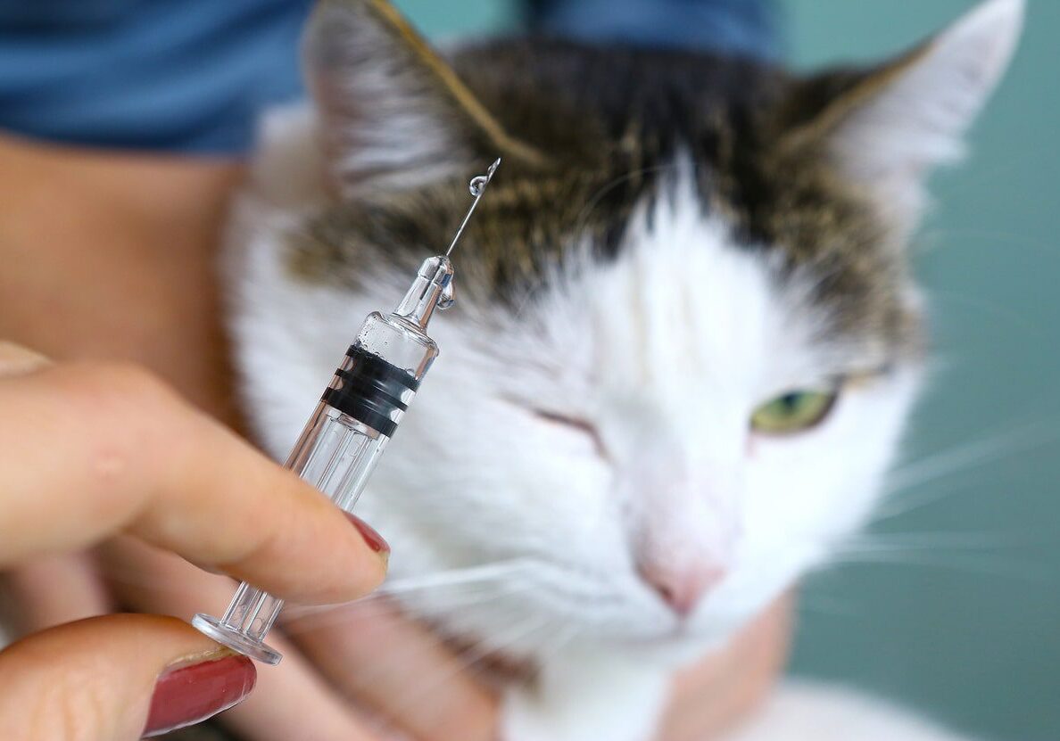cat getting a vaccination from the veterinarian