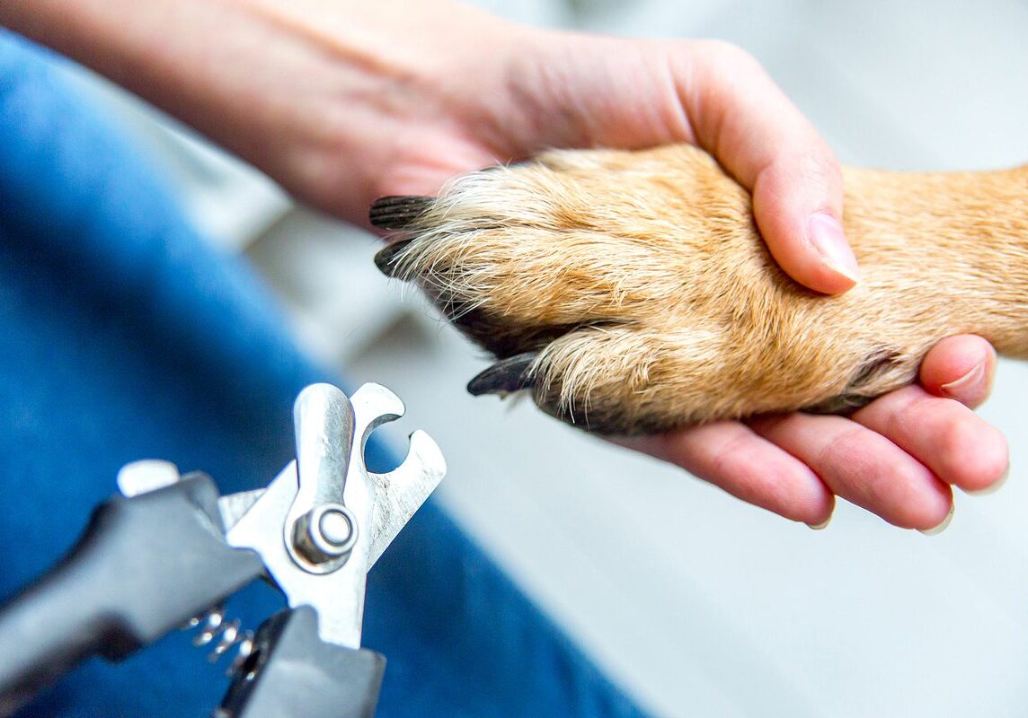 dog getting their nails cut
