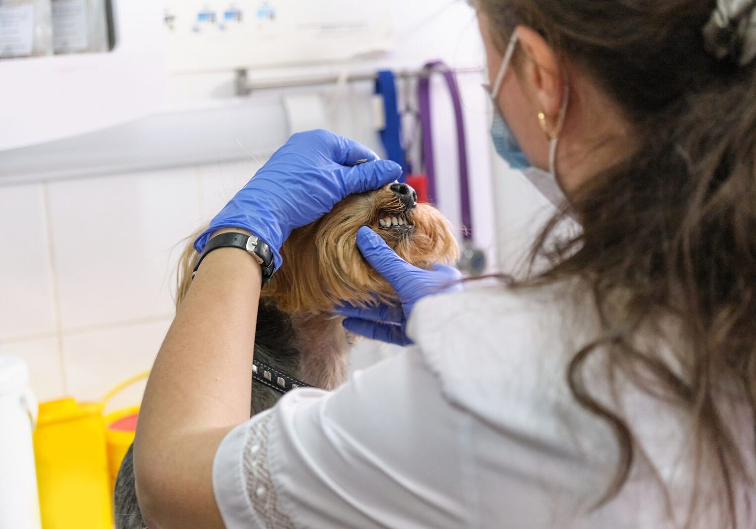 veterinarian looking at a dogs teeth during an exam