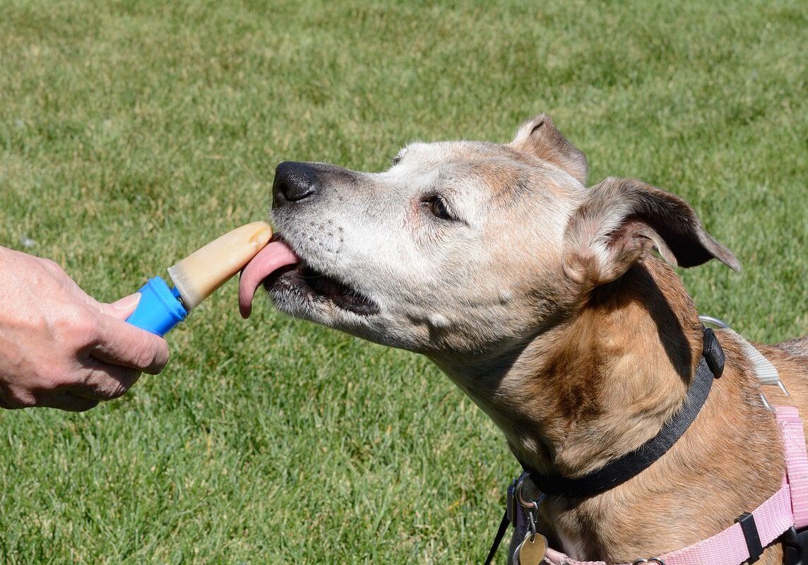 dog eating a popsicle outside