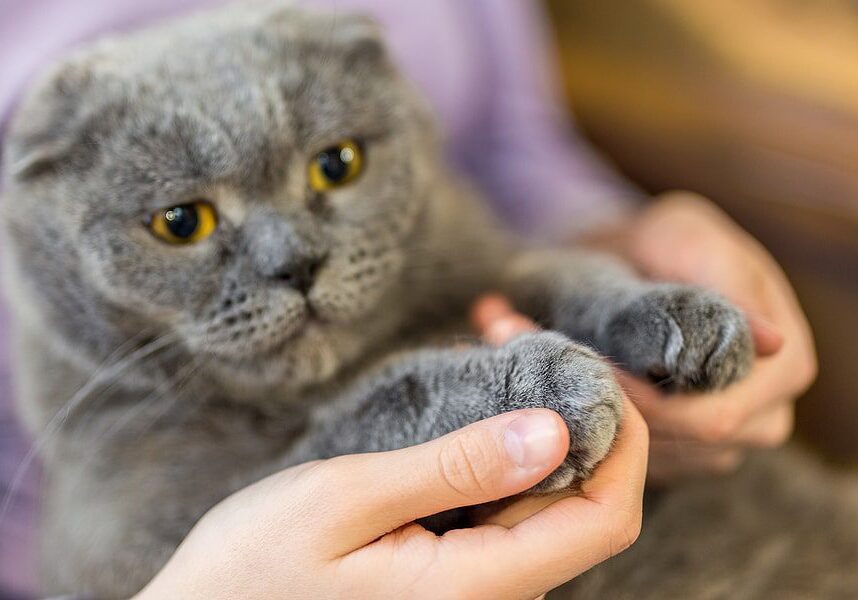 Vet Technician Showing A Cats Paws