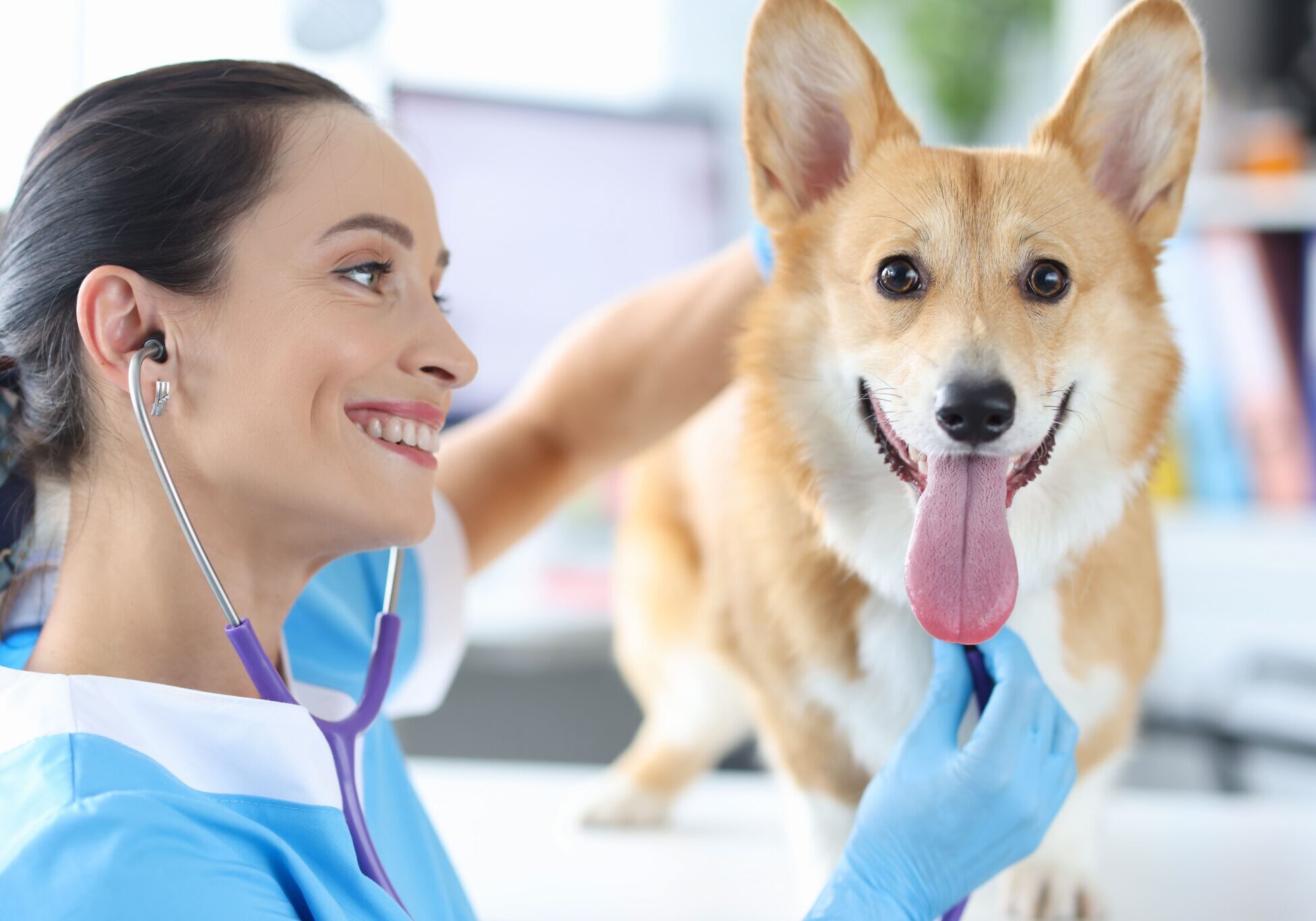 veterinarian examining a dog on the exam table