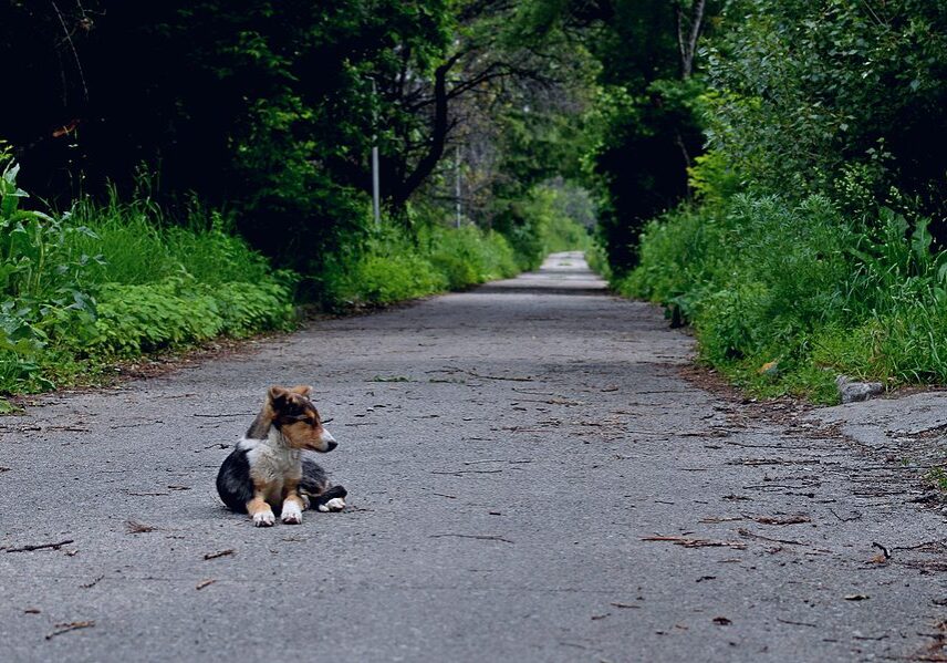 Lost Dog On The Road In A Forest